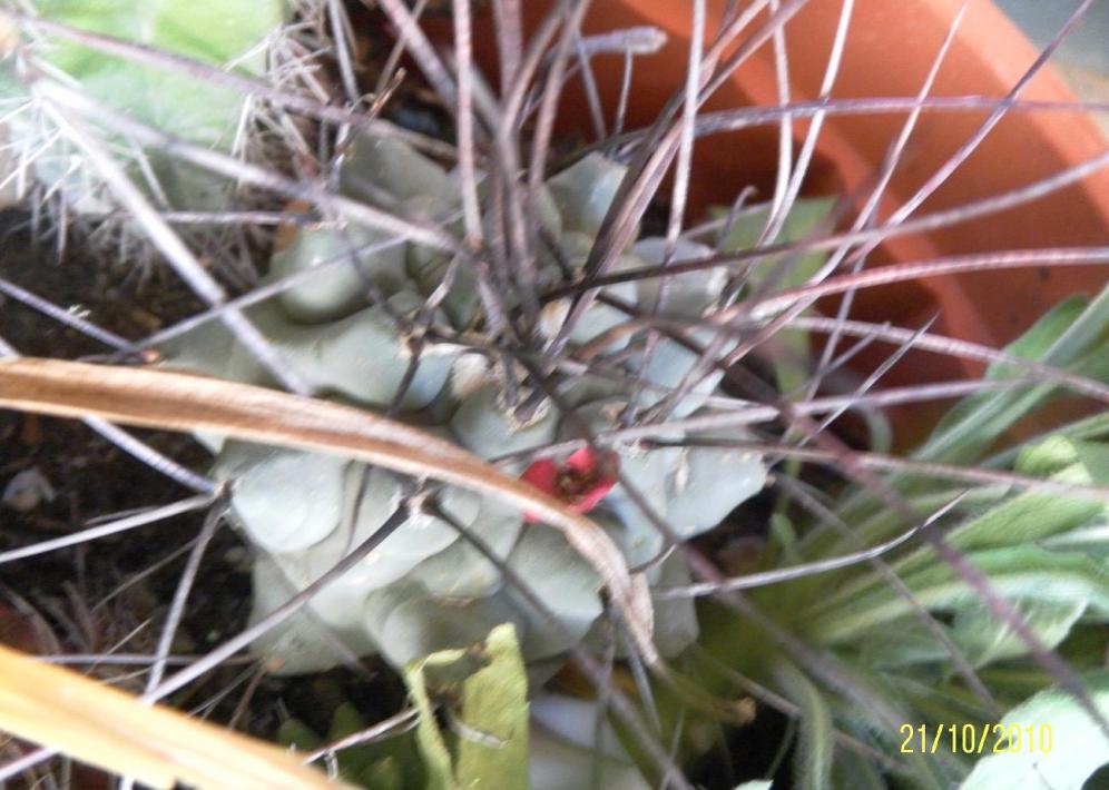 Thelocactus rinconensis