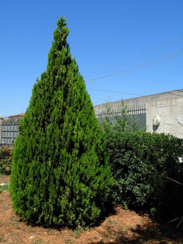 Thuja orientalis + Pitosforo
