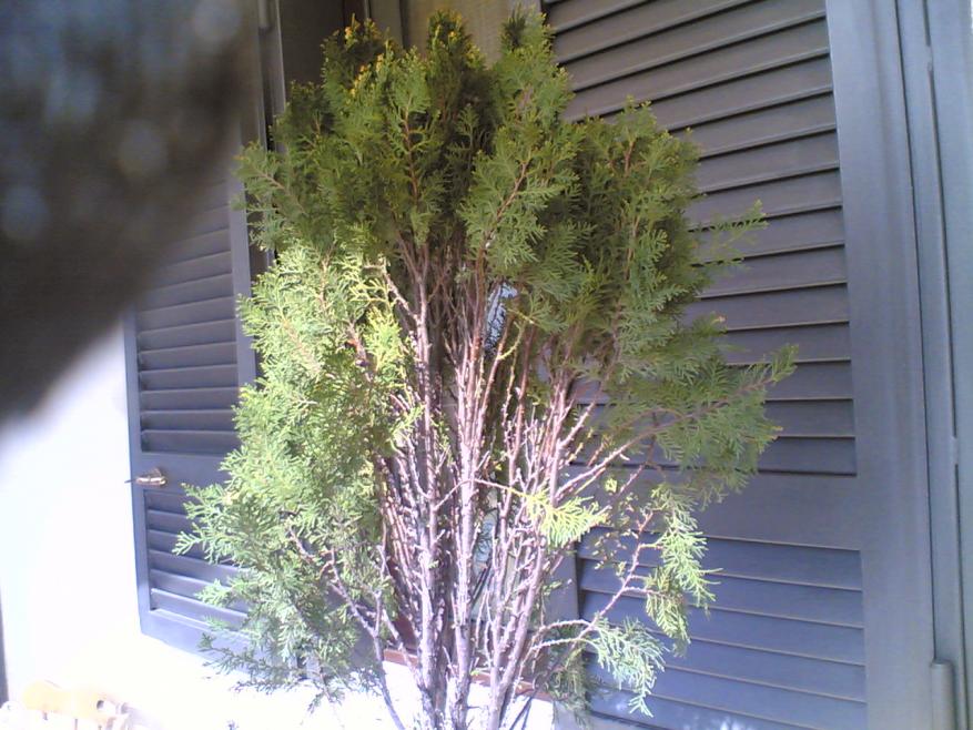 thuja