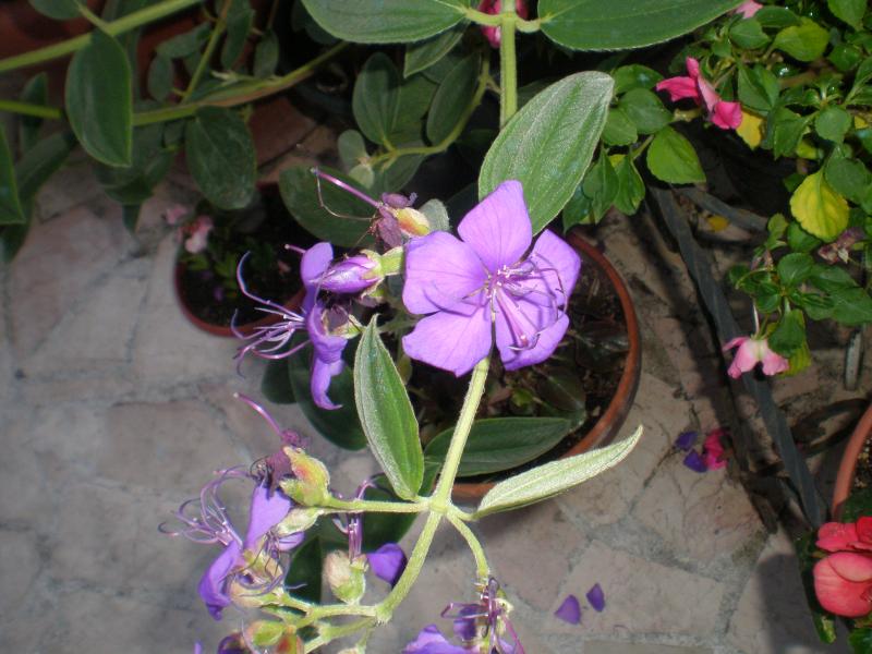 tibuchina