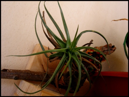 tillandsia aeranthos