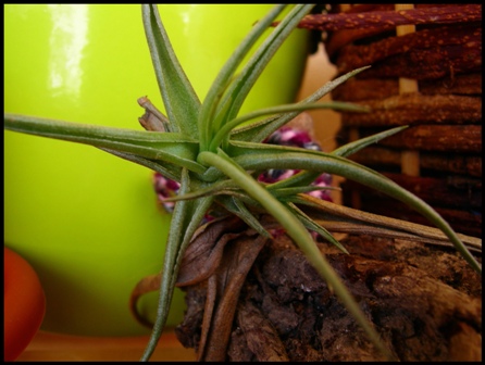 tillandsia aeranthos