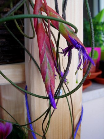 Tillandsia butzii, boccioli.