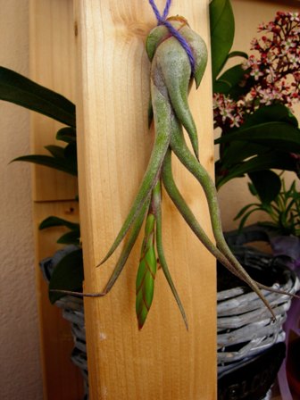 Tillandsia caput medusae.