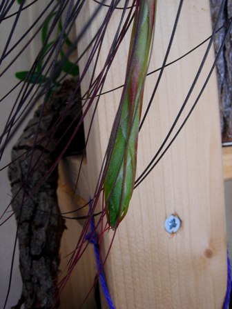 Tillandsia juncifolia, bocciolo.