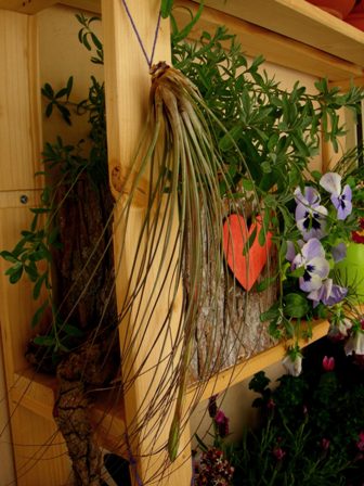 Tillandsia juncifolia.