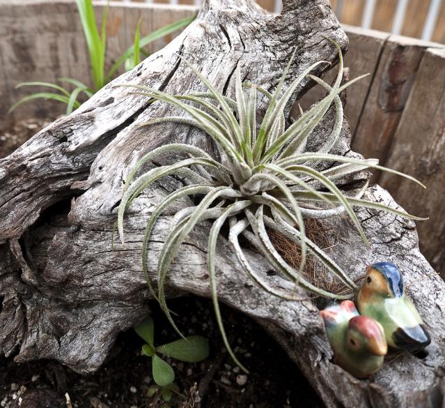 Tillandsia