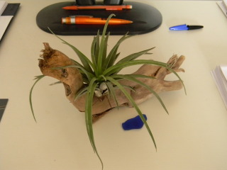 tillandsia