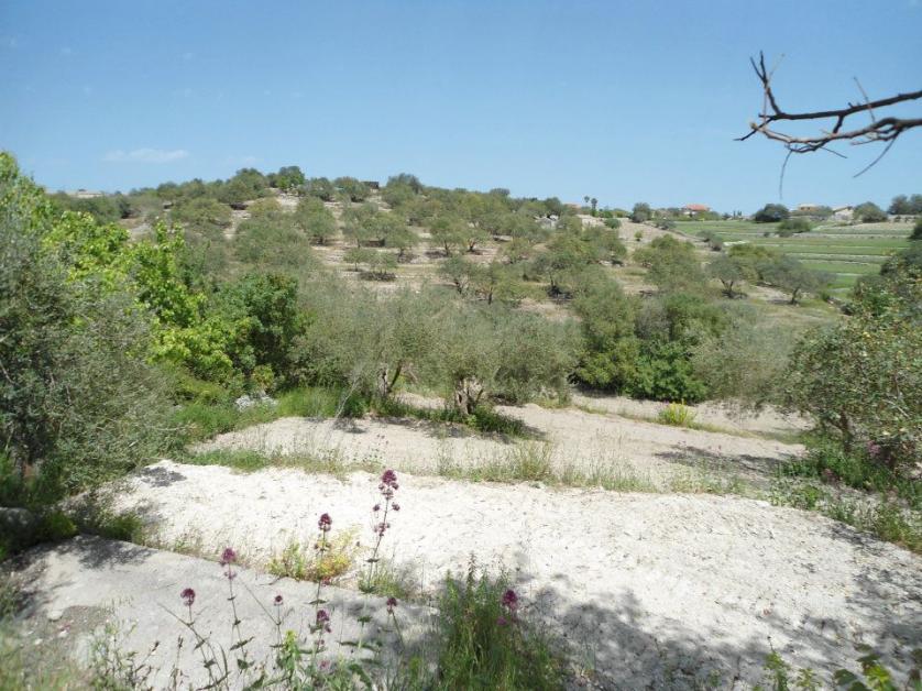 Tipica macchia mediterranea 
Scattata nel territorio modicano