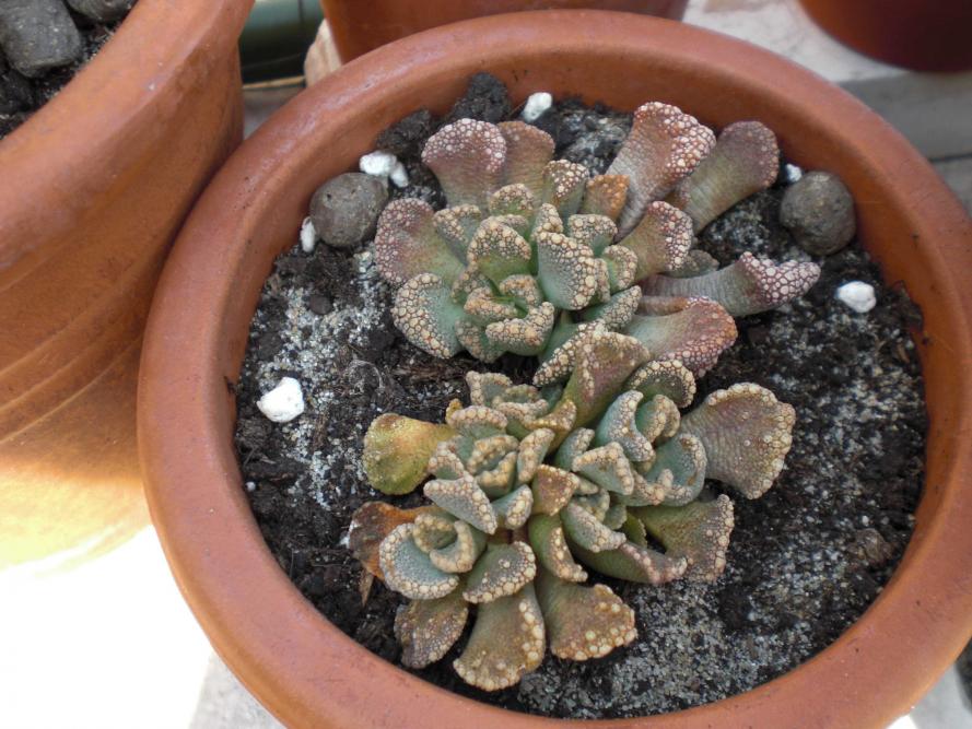 Titanopsis calcarea