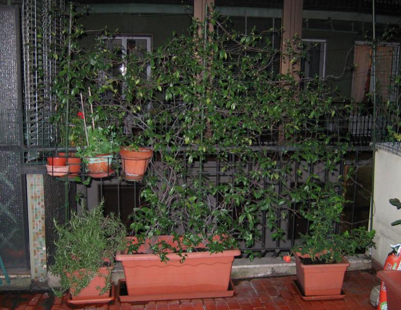 Trachelospermum jasminoides o Rhynchospermum jasminoides (Falso gelsomino o Rincospermo) est