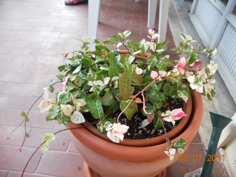 Trachelospermum jasminoides Tricolor 1