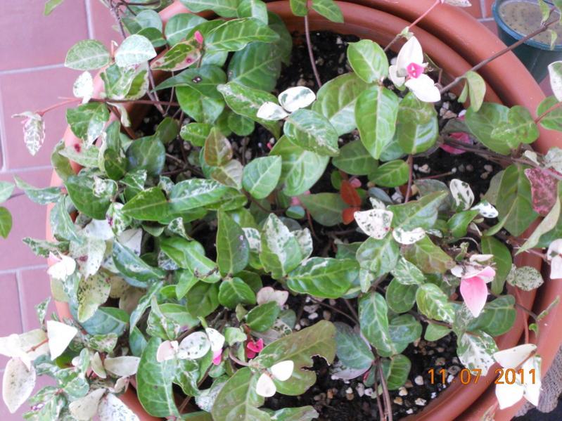 Trachelospermum jasminoides Tricolor 4