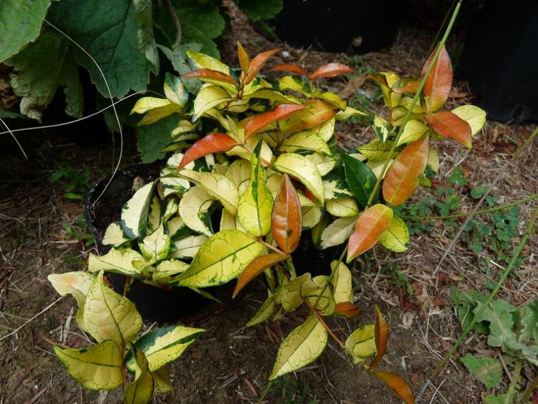 trachelospermum jasminoides variegatum. non ho resistino e l'ho acquistata!!!!!!!