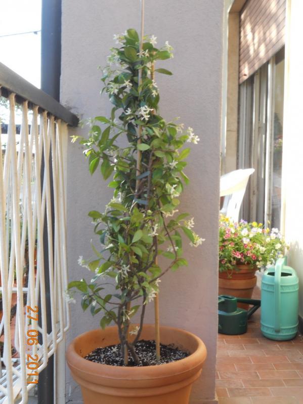 trachelospermum jasminoides