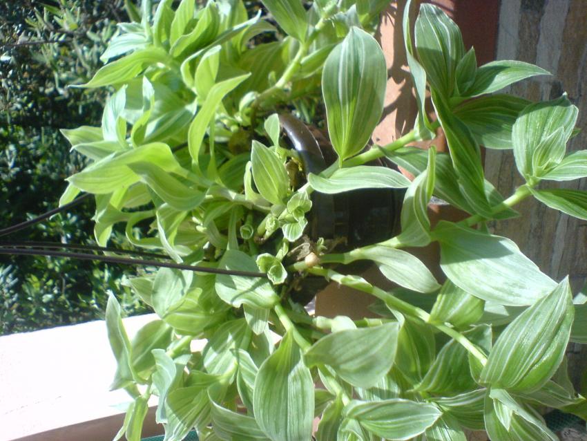 Tradescantia Albiflora Albovitata