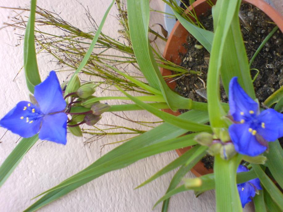 Tradescantia Andersoniana "BEATRICE"