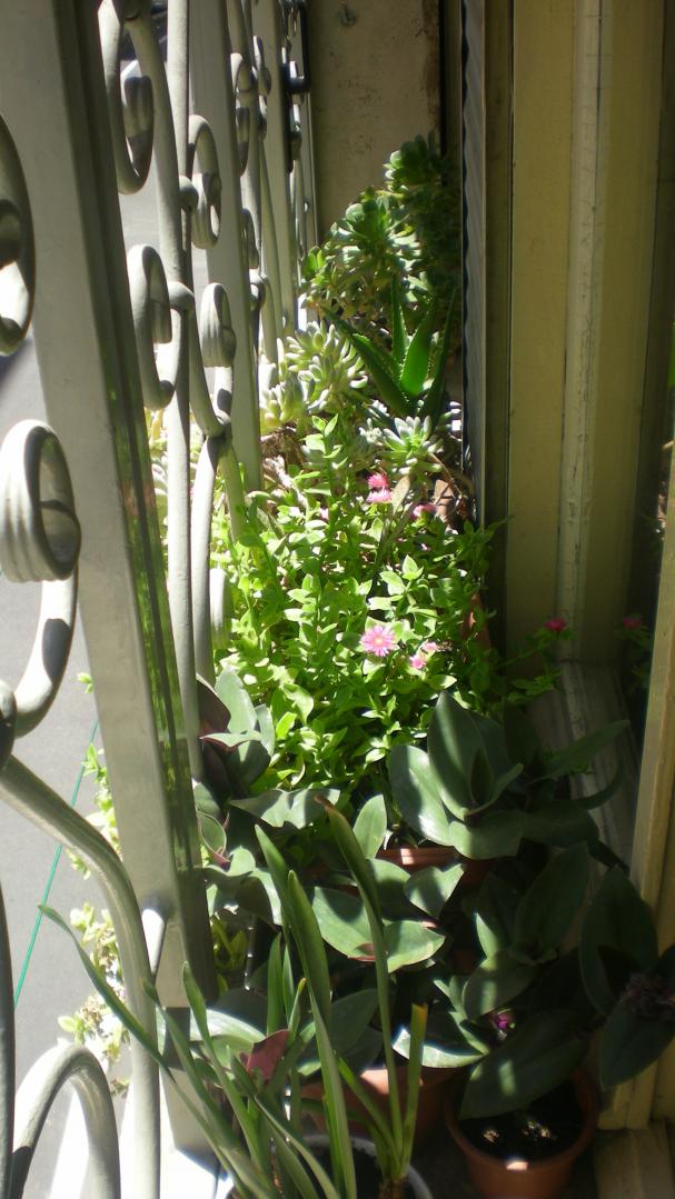 Tradescantia blossfeldiana in primo piano, poi aptenia cordfolia, poi sedum. giugno 2012