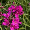 Tradescantia Carm&#