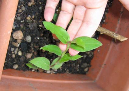 Tradescantia (Erba miseria)