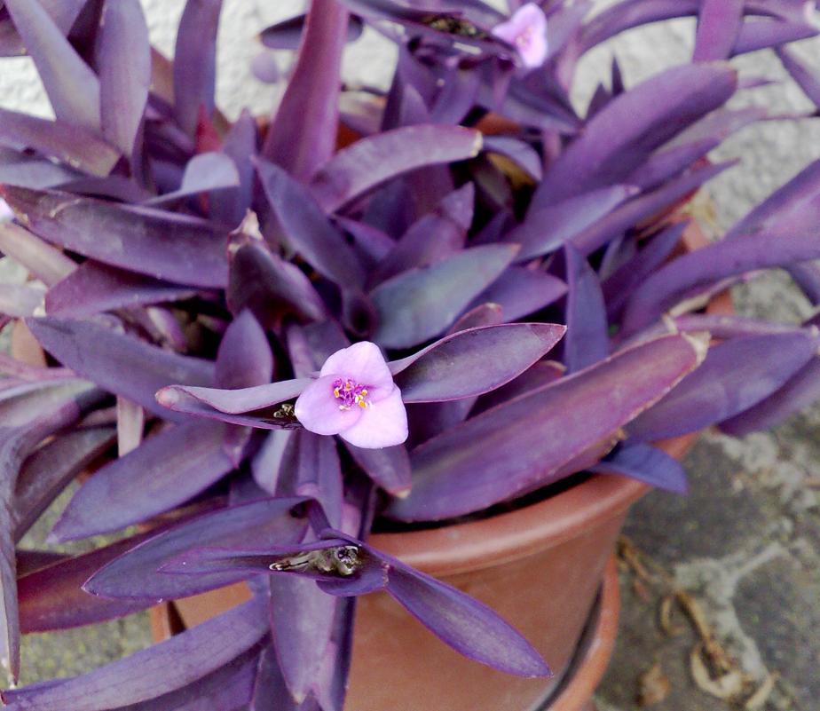 Tradescantia pallida