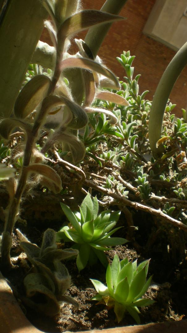 Tradescantia sillamontana e sempervivium giugno 2012