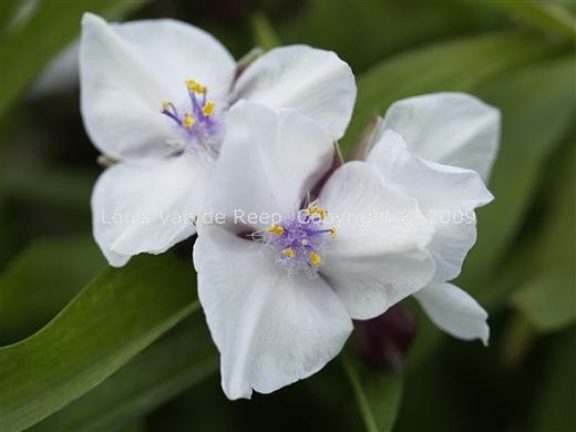 Tradescantia Snow&