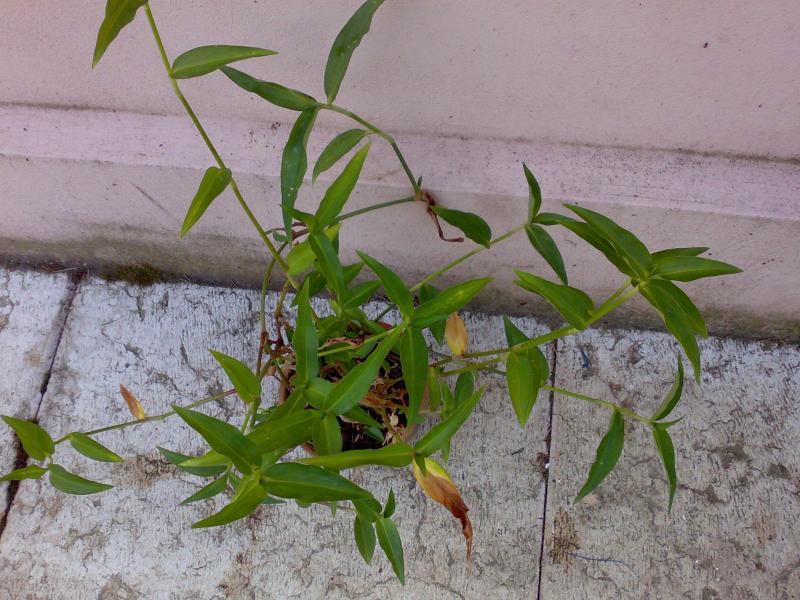tradescantia verde