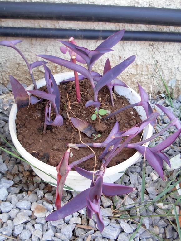 Tradescantia