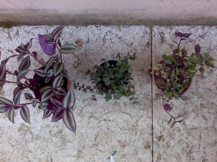 tradescantie