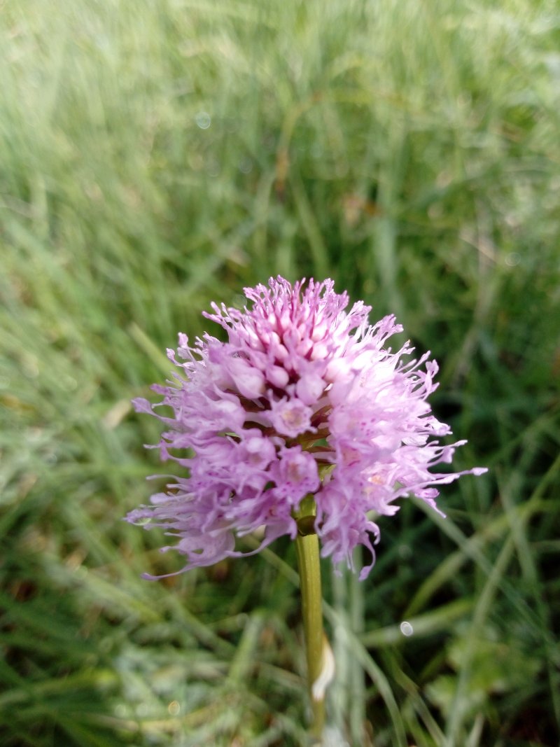 Traunsteinera globosa.jpg
