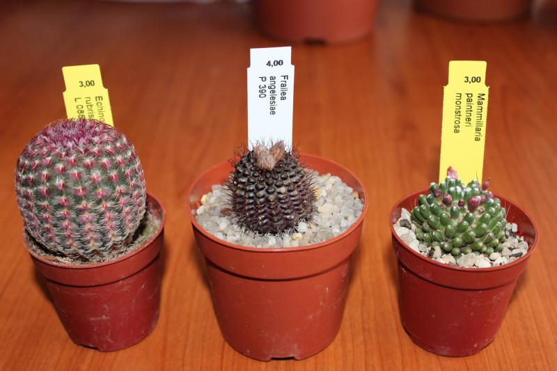 tre dei miei acquisti:
da sinistra

- ECHINOPSIS RUBISPINUS
- FRAILEA ANGELESII
- MAMILLARIA PAINTERI MOSTRUOSA