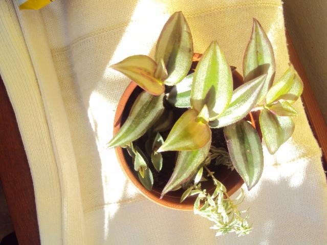 tredescantia