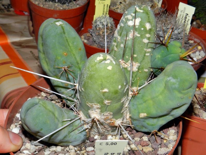 Trichocereus bridgesii fa. monstrosa