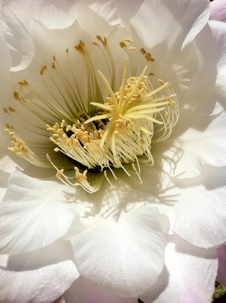 Trichocereus schickendantzii interno fiore