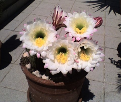 Trichocereus schickendantzii multi fiori