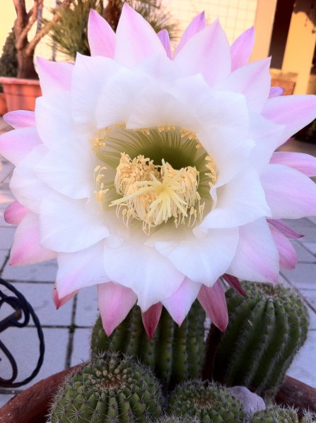 Trichocereus schickendantzii