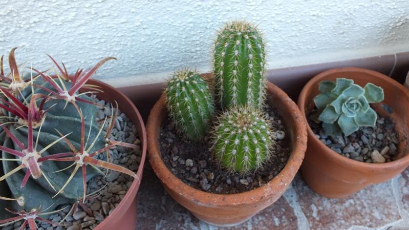 Trichocereus Spachianus