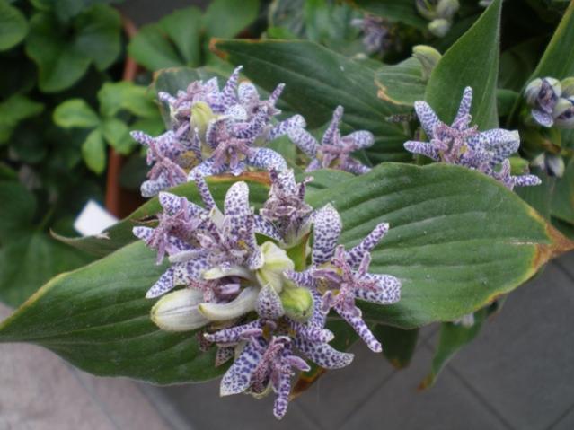 tricyrtis