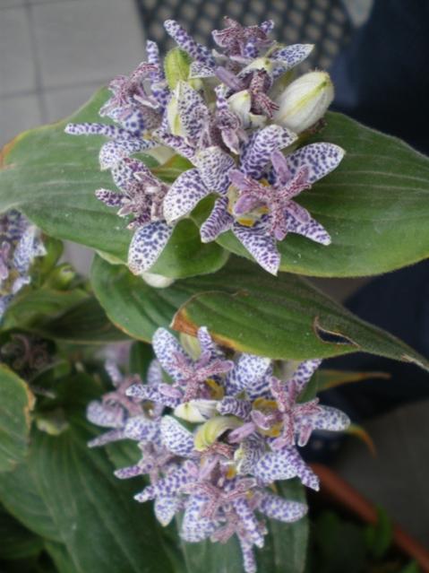 tricyrtis2