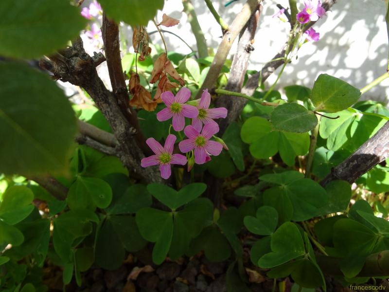 trifoglio   oxalis 3 (Copia)