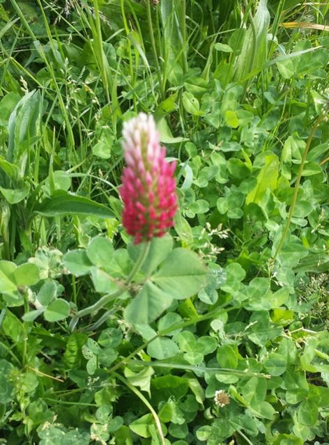 Trifolium incarnatum subsp. molineri