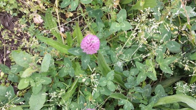 Trifolium pratense