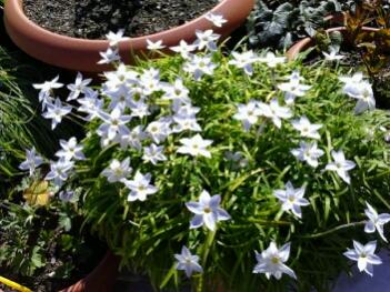 triteleia ipherion