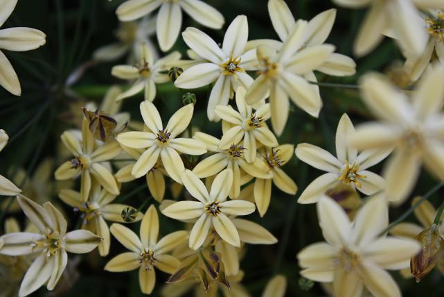 Tritelia Starlight