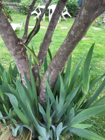 Tronco acero palmato