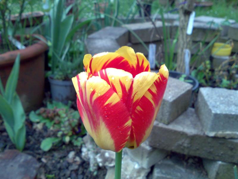 tuli tuli tulipan