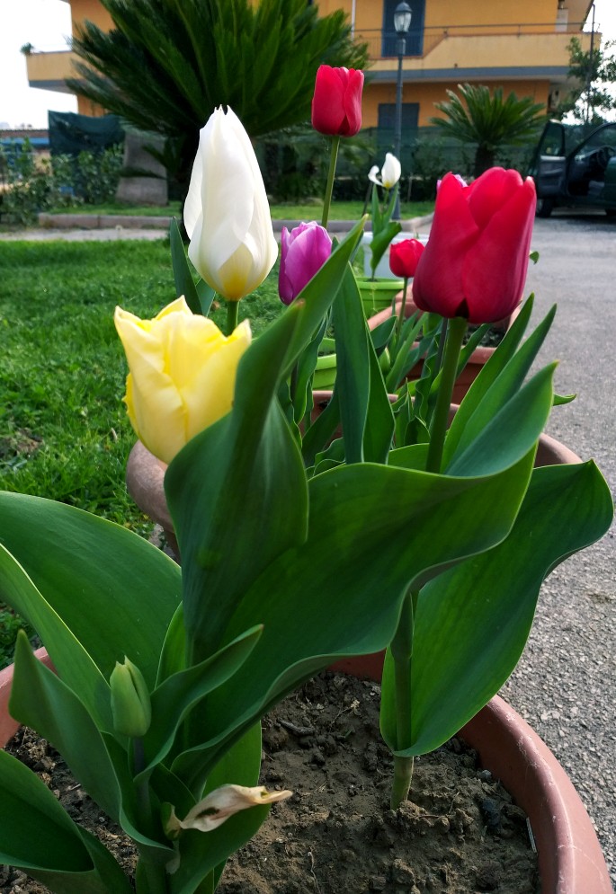 Tulimiei
