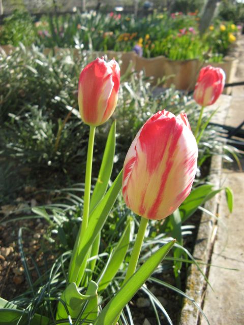 Tulipa darwin hyb