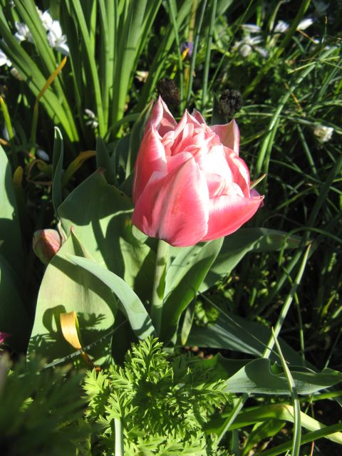 Tulipa Double Lat&#